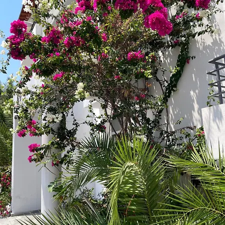 Rix Sunny 凯里尼亚